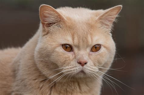 10 Facts About Cream Colored Cats And Cream Tabby Cats Thatcatblog
