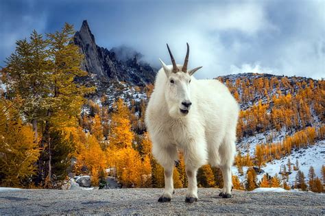 Hd Wallpaper The Sky Mountains Mountain Goat Wallpaper Flare