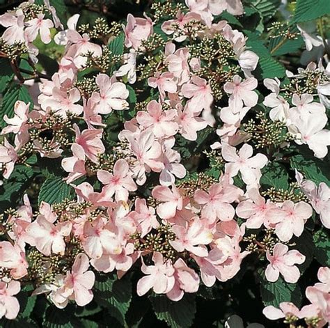 Viburnum Plicatum Pink Beauty Japanese Snowball Bush Hopes Grove