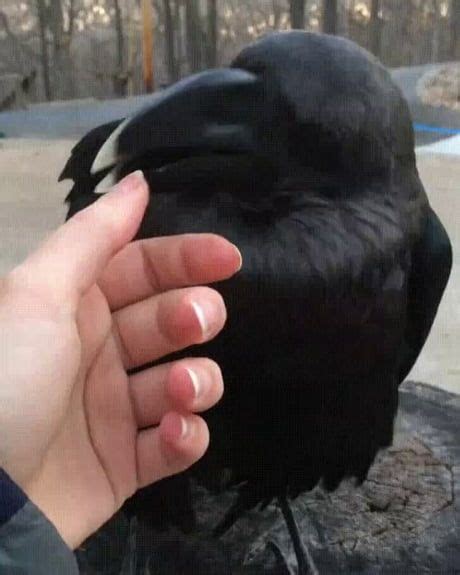 A Black Bird Sitting On Top Of A Persons Hand