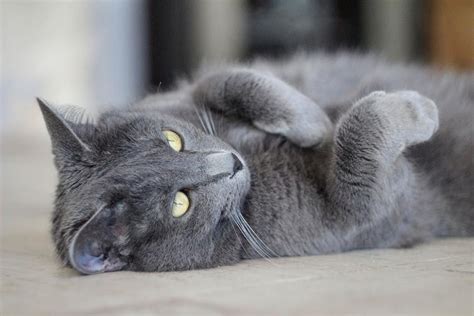 This cat is listed as a russian blue/domestic long hair mix.chances she actually is? Getting To Know The Russian Blue | Figo Pet Insurance
