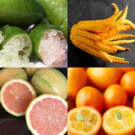 Citrus Fruits Is Tere Fruit