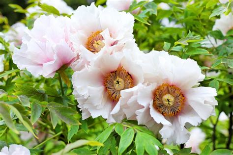 Tree Peony Care How To Grow Tree Peonies Shade Loving Shrubs Tree