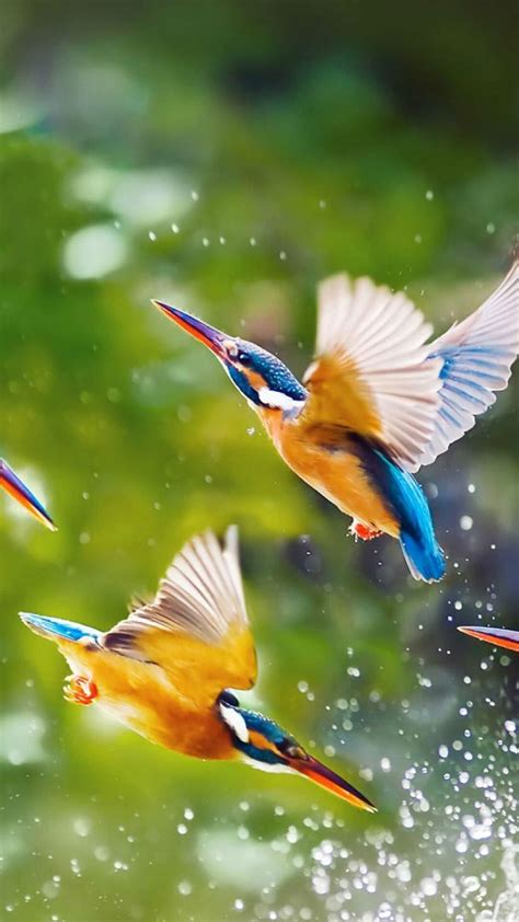 Birds Wallpaper Hd Posted By Ethan Tremblay
