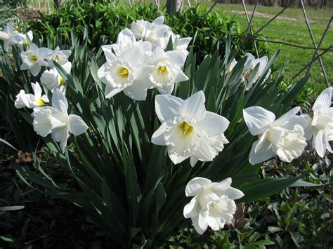 20 Kg Mount Hood White Trumpet Daffodil