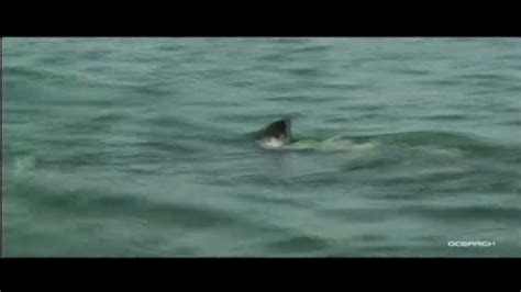 Great White Shark Heads To Florida Coast Cnn Video