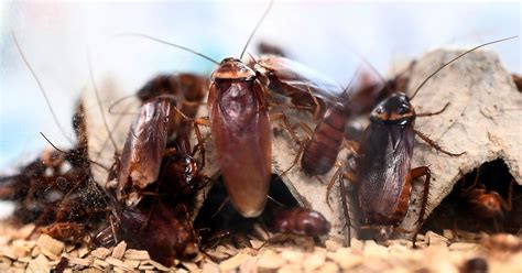 How Much Protein Does A Cockroach Have Roach Cockroach Insect