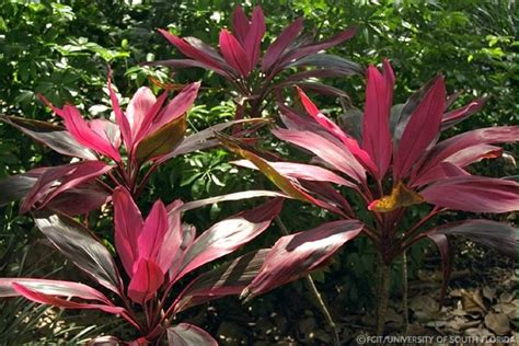 South florida landscape plants are unique, so each one has its own featured page. Florida garden plants | Florida native plants, Plants ...