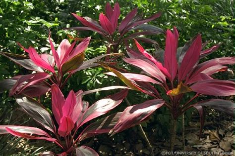 Aconites grow into clumps, eventually bearing masses of bright yellow flowers in late january brunnera macrophylla is the perfect plant for shady gardens. Florida garden plants | Florida native plants, Plants ...