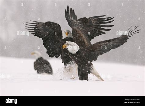 Five Bald Eagles Hi Res Stock Photography And Images Alamy