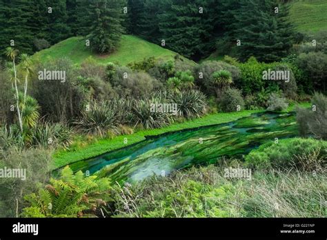 River Running Through Greenery Stock Photo Alamy
