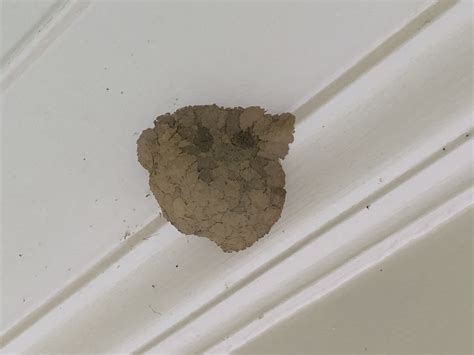 Insect Nest Identification 577639 Ask Extension