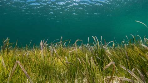 Marine Gardens Types Of Plants Found In The Ocean