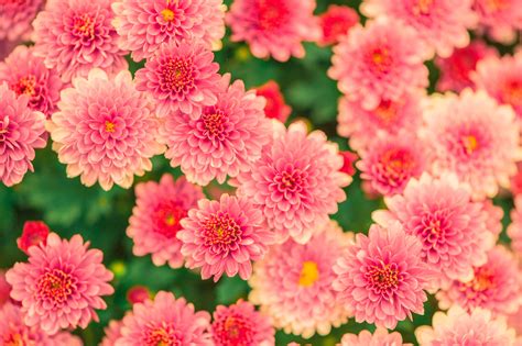 1000+ Interesting Summer Flowers Photos · Pexels · Free Stock Photos