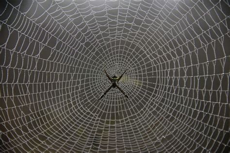Scientists Discover How Spiders Communicate Through Webs Spider Web