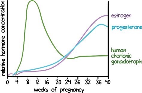 Which Hormone Is Known As Pregnancy Hormone Pregnancywalls
