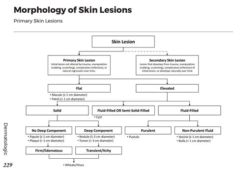 Morphology Of Primary Skin Lesions Description Algori