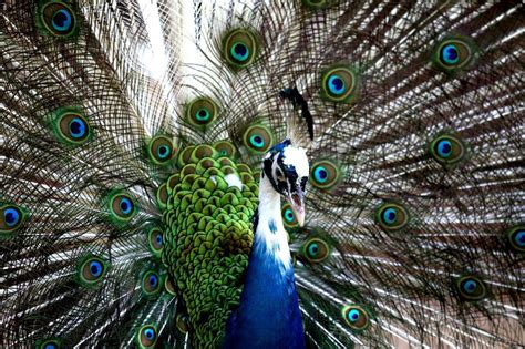 Peafowl Peacock Photo By Vicneswaran Kuppusamy National Geographic