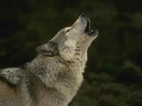 Amaging World Beautiful Wolves In The Wild