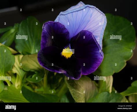 The Garden Pansy Is A Type Of Large Flowered Hybrid Plant Summer