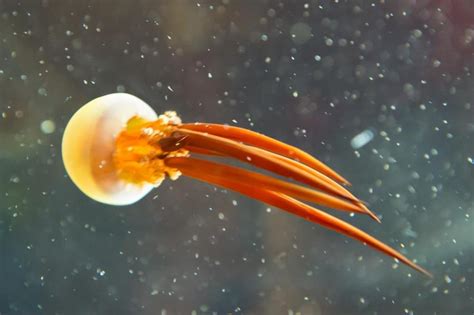 Top 10 Most Beautiful Jellyfish In The World