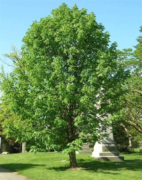 Ohios State Tree Buckeye Lets Go Bucks Ohio Buckeye Tree