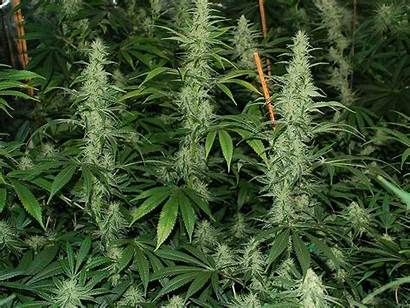 Marijuana Canopy Managing Yield Maximum Buds Bigbudsmag
