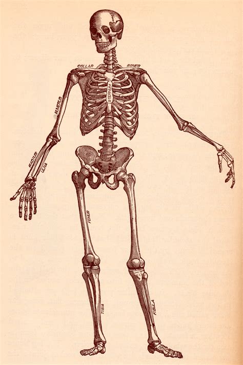 Free Photo Human Skeleton Circa 1911 Academical Ribs Limbs Free