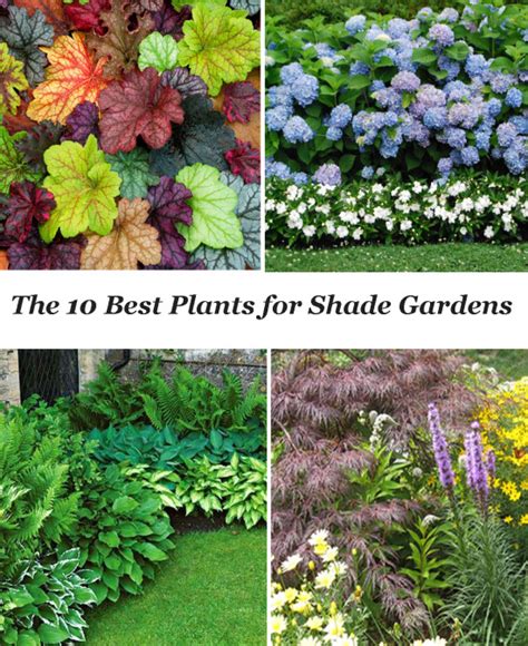 Partial shade to partial sun. 10 Best Shade Garden Plants - The Honeycomb Home