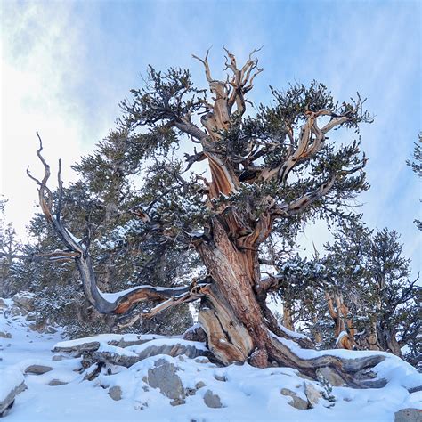 Ancient Bristlecone Pines Bonsai Mirai