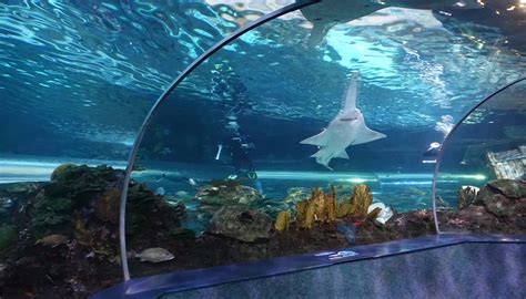 In The Tunnel Under The Shark Lagoon Ripley S Aquarium Of The Smokies Gatlinburg Tennessee