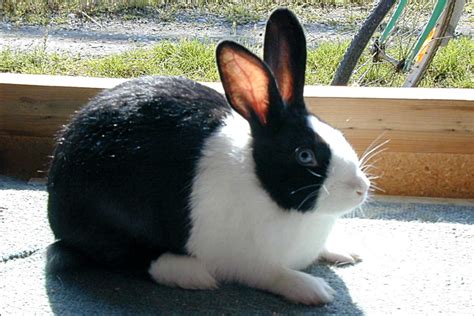 Young Dutch Rabbit With A Reduced Pigmentation Of Both