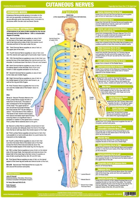 Cutaneous Nerves Anatomy Chart Anterior Nerve Anatomy Nervous