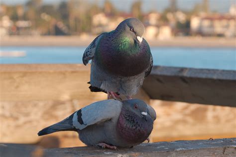 Filepigeons Mating 4868 Wikimedia Commons