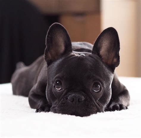 6 Ways You May Be Hurting Your Frenchies Feelings Without Even Knowing