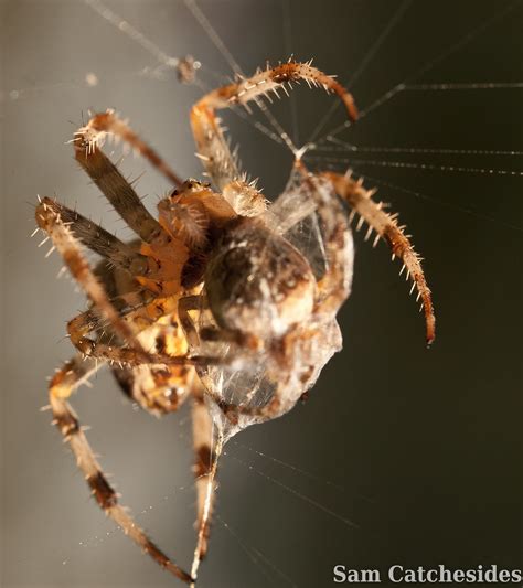 The process of consuming and eating a spider digests the proteins in the. Its a Spider Eat Spider world... | Sam-Cat | Flickr