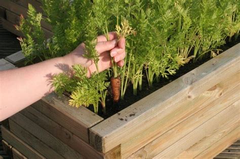 Where To Grow Carrots Food Gardening Network