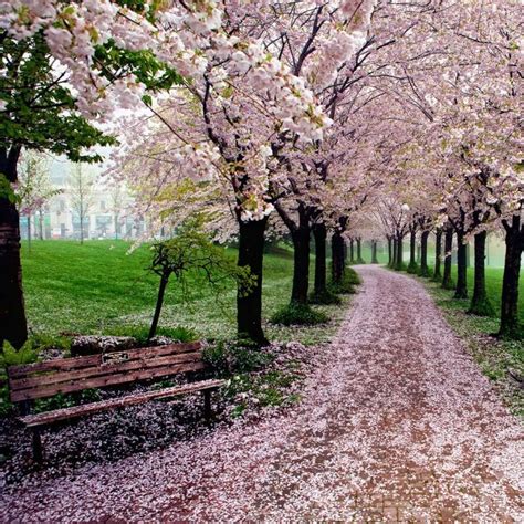 Spencer Smith Park Burlington Ontario During The Spring Blossoms