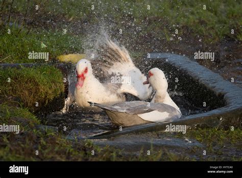 Domestic Muscovy Ducks White And Grey With Red Caruncles Above Beaks