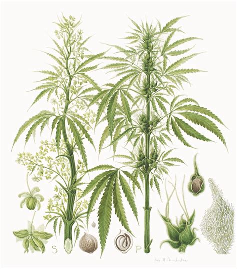 Cu Museum Exhibit Features Botanical Illustrations Of Cannabis Cu