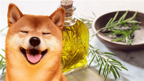 15 Dog Hair Loss Home Remedies Natural Solutions To Promote Canine