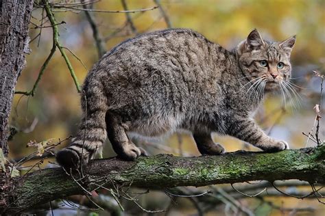Los gatos domésticos una amenaza para la recuperación del gato montés