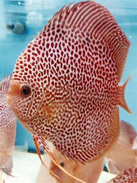 Pin By Luis Cruz On Peces Disco Tropical Fish Aquarium Tropical Fish