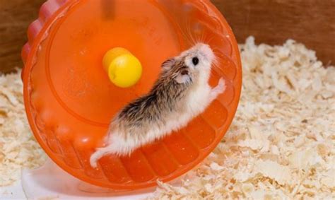 How To Play With Your Hamster In And Out Of The Cage Pets Care