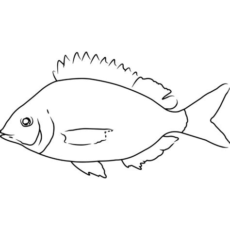 Premium Vector Pinfish Hand Sketched Hand Drawn Vector Clipart