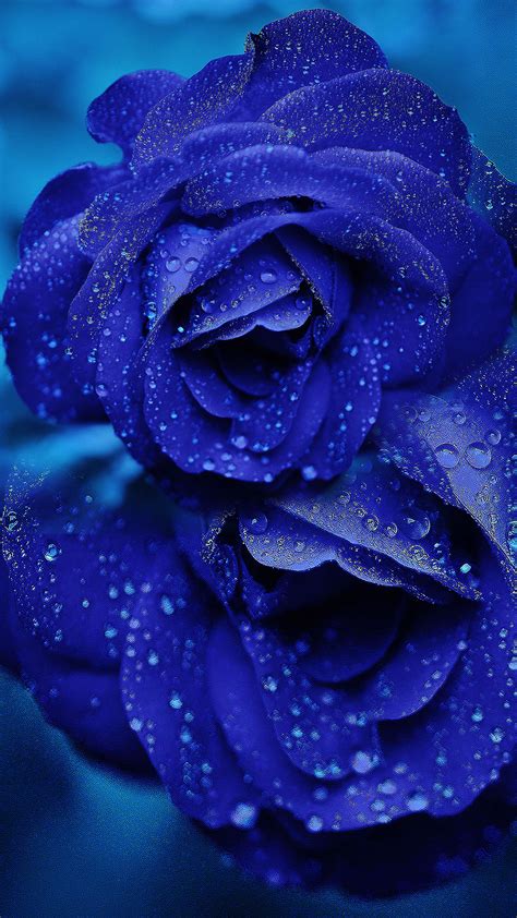 Ultra Hd Blue Rose Wallpaper Collection For All Your