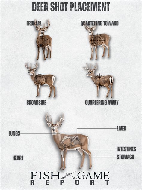 The Complete Deer Shot Placement Chart Fish And Game Report