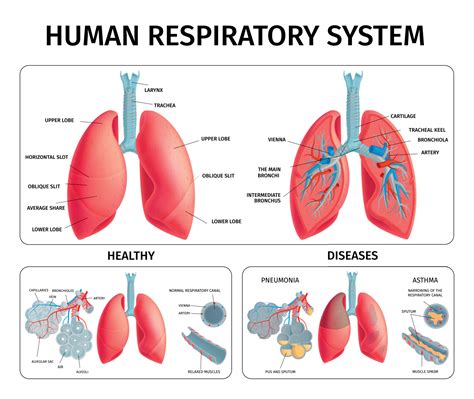 Human Lung Anatomy Infographics 4957879 Vector Art At Vecteezy