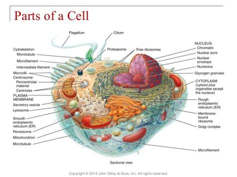 03 Chapter 3 The Cellular Level Of Organization