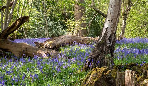 Bluebells In London 20 Places To Spot The Gorgeous Blooms